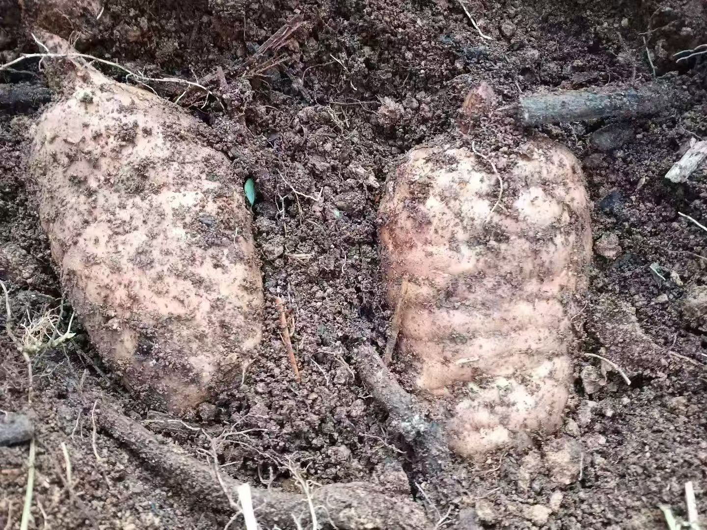 深山藏珍宝，天麻正当时